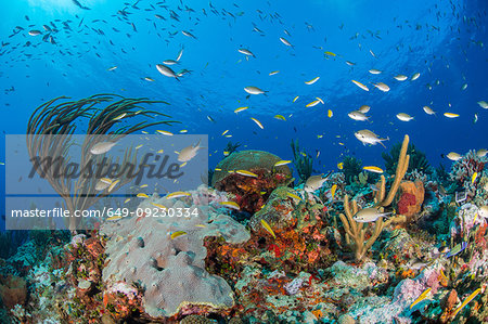 Reef life, Alacranes, Campeche, Mexico