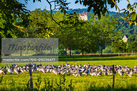 Geese on a farm making foie gras, Tursac, Dordogne, Nouvelle-Aquitaine, France.