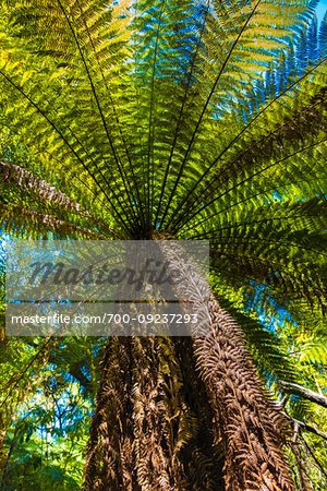 Tree ferns at Pelorus Bridge Scenic Reserve , Marlborough Region, South Island, New Zealand.