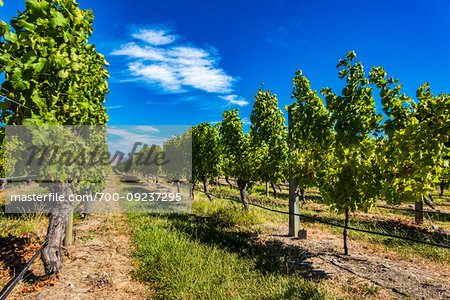 Vineyard growing sauvignon blanc grapes in the Marlborough Region, South Island, New Zealand.