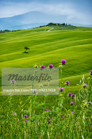 Thistles in front of scenic view of farming country in Tuscany, Italy.