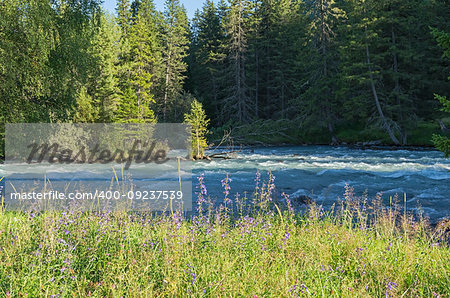 Wildflowers on the shore of a mountain river. Early sunny summer evening. The Kucherla river, Altai Mountains, Russia.
