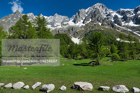 meadow, larches, forest, mountains of Aosta Valley in a beautiful day of spring with blue sky in background