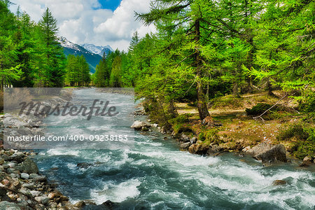 river among the trees in the mountains of the Valle d'Aosta during the melting snow in spring, Italy