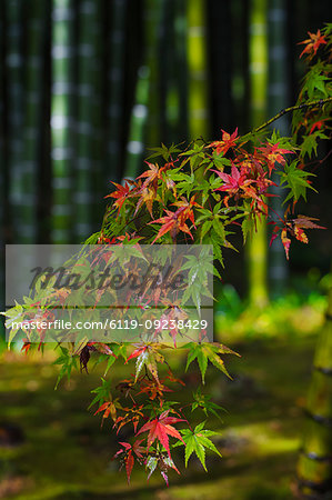 Acer leaves, Bamboo Grove, Tenryuji Temple, Arashiyama, Kyoto, Japan, Asia