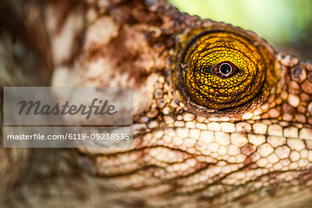 Parson's chameleon (Calumma parsonii), endemic to Madagascar, Africa