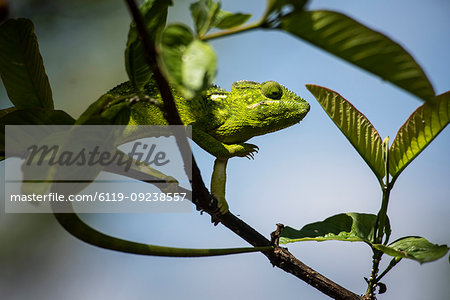 Malagasy Giant Chameleon (Furcifer oustaleti), Anja Community Reserve, Haute Matsiatra Region, Madagascar, Africa