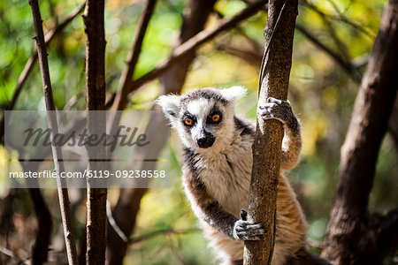 Ring-tailed Lemur (Lemur catta), Anja Community Reserve, Haute Matsiatra Region, Madagascar, Africa