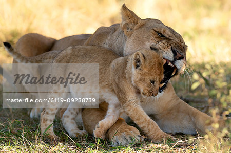 Lioness reprimanding cub, Masai Mara, Kenya, East Africa, Africa