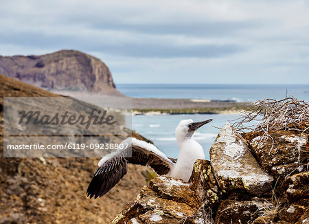 Blue-footed booby juvenile (Sula nebouxii), Punta Pitt, San Cristobal (Chatham) Island, Galapagos, UNESCO World Heritage Site, Ecuador, South America Blue-footed booby juvenile (Sula nebouxii), Punta Pitt, San Cristobal (Chatham) Island, Galapagos, UNESCO World Heritage Site, Ecuador, South America