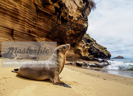 Sea Lion (Zalophus wollebaeki) on the beach at Punta Pitt, San Cristobal (Chatham) Island, Galapagos, UNESCO World Heritage Site, Ecuador, South America