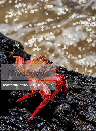 Sally Lightfoot crab (Grapsus grapsus), Sullivan Bay, Santiago (James) Island, Galapagos, UNESCO World Heritage Site, Ecuador, South America Sally Lightfoot crab (Grapsus grapsus), Sullivan Bay, Santiago (James) Island, Galapagos, UNESCO World Heritage Site, Ecuador, South America