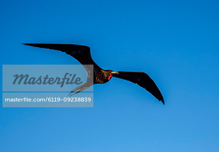 Magnificent frigatebird (Fregata magnificens) near Bartolome Island, Galapagos, UNESCO World Heritage Site, Ecuador, South America