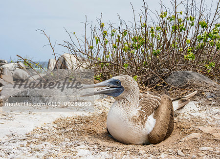 Blue-footed booby (Sula nebouxii) on a nest, Punta Suarez, Espanola (Hood) Island, Galapagos, UNESCO World Heritage Site, Ecuador, South America