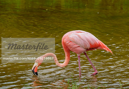 Greater flamingo (Phoenicopterus roseus), Isabela (Albemarle) Island, Galapagos, UNESCO World Heritage Site, Ecuador, South America