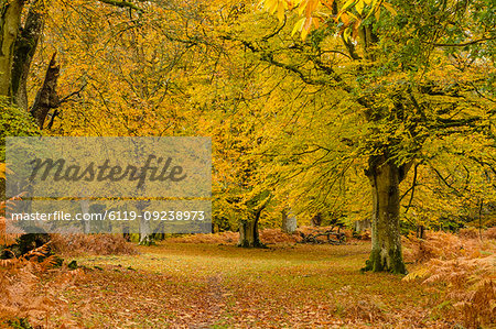 Beech trees and bracken in autumn colour, New Forest National Park, Hampshire, England, United Kingdom, Europe