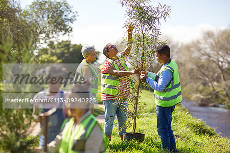 Volunteers planting trees in sunny park