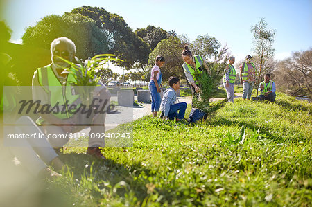 Volunteers planting trees in sunny park