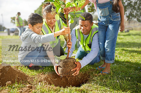 Family volunteers planting tree in sunny park