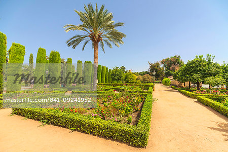 Palm trees and hedges, Jardines del Alcazar, ornamental gardens of Alcazar de los Reyes Cristianos, Cordoba, UNESCO World Heritage Site, Andalusia, Spain, Europe