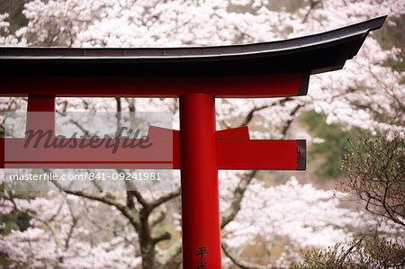 Torii gate during cherry blossom season, Hakuryu-en garden, Kyoto, Japan, Asia