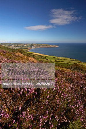 Robin Hood's Bay from the heather covered moor above Ravenscar, North York Moors National Park, North Yorkshire, England, United Kingdom, Europe