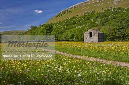 Buttercup meadows near Muker, Swaledale, Yorkshire Dales, North Yorkshire, England, United Kingdom, Europe