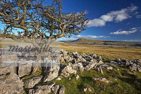 Ingleborough seen from Twistleton Scar, Yorkshire Dales National Park, North Yorkshire, England, United Kingdom, Europe