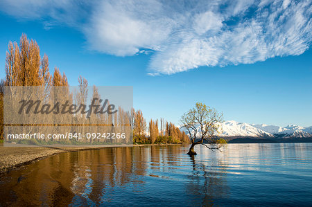 The Wanaka Tree at sunrise, Otago, South Island, New Zealand, Pacific The Wanaka Tree at sunrise, Otago, South Island, New Zealand, Pacific