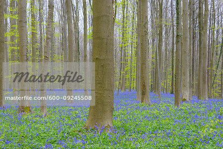 Bluebells forest in the spring, Hallerbos, Halle, Vlaams Gewest, Brussels, Belgium, Europe