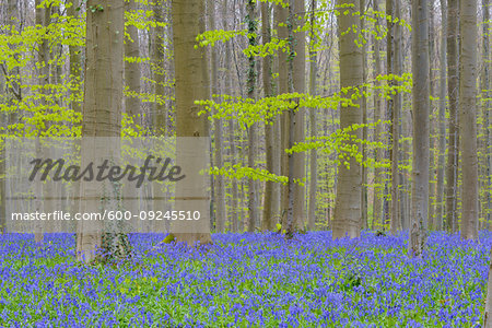 Bluebells forest in the spring, Hallerbos, Halle, Vlaams Gewest, Brussels, Belgium, Europe