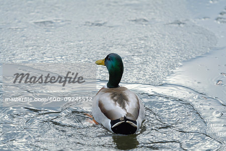 Back view of a male, mallard duck (Anas platyrhynchos) swimming in winter, Europe