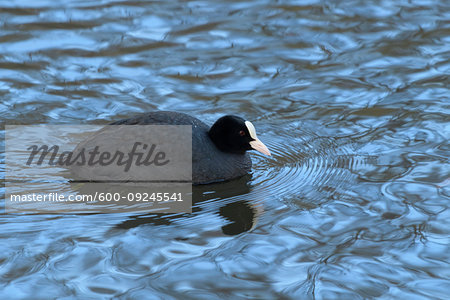 Eurasian coot (black coot, Fulica atra) swimming in water, Europe