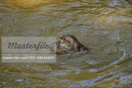 Two otters (lutra lutra) playing in the water, Germany