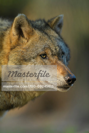 Close-up portrait of a gray wolf (Canis lupus) in summer, Germany