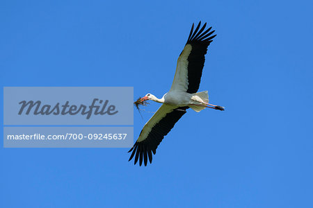 White stork (Ciconia ciconia) flying in blue sky and holding twigs in mouth, Germany
