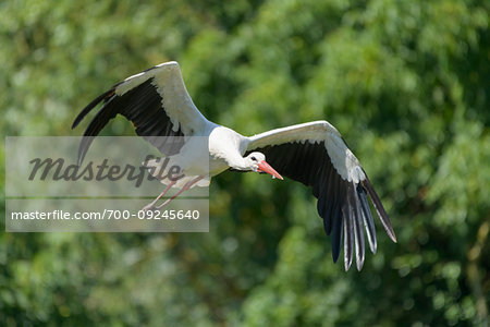 White stork (Ciconia ciconia) flying and swooping over forest, Germany