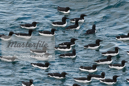 Bruennich's guillemots (uria lomvia) in arctic ocean,  Alkefjellet, Spitsbergen, Svalbard, Norway.