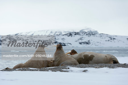 Small group of atlantic walruses (Odobenus rosmarus) on coast, Vibebukta, Austfonna, Nordaustlandet, Svalbard, Norway