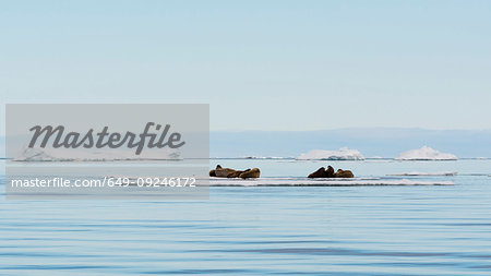 Atlantic walrus (Odobenus rosmarus) lying on iceberg, distant view, Vibebukta, Austfonna, Nordaustlandet, Svalbard, Norway