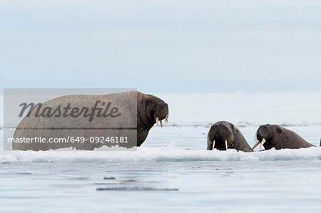 Atlantic walrus (Odobenus rosmarus) on and around icebergs,  Vibebukta, Austfonna, Nordaustlandet, Svalbard, Norway