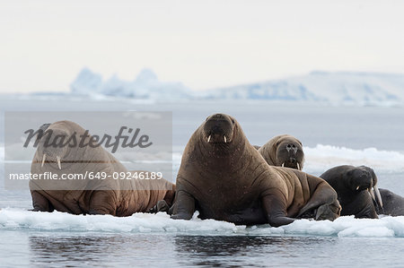 Atlantic walruses (Odobenus rosmarus) on icebergs,  Vibebukta, Austfonna, Nordaustlandet, Svalbard, Norway