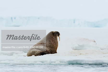 Atlantic walrus (Odobenus rosmarus) on iceberg,  Vibebukta, Austfonna, Nordaustlandet, Svalbard, Norway