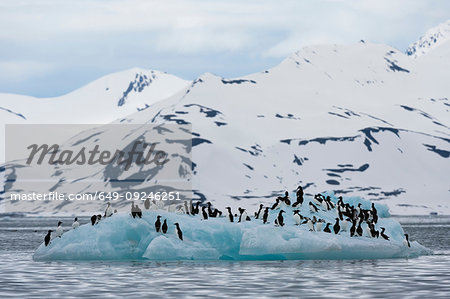 Brunnich's Guillemots (Uria lomvia) on coastal iceberg, Burgerbukta, Spitsbergen, Svalbard, Norway.