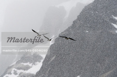 Barnacle geese (Branta leucopsis),  flying by mountains during  snowfall. Varsolbukta, Bellsund bay, Van Mijenfjorden,, Spitsbergen, Svalbard, Norway