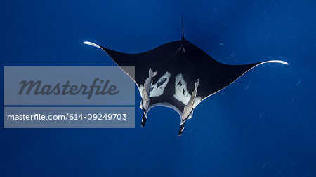 Underwater view of Giant Manta Ray near the pinnacle of roca partida, Socorro, Baja California, Mexico