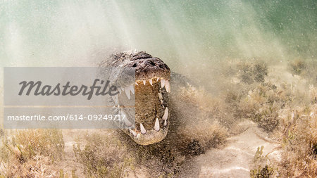 American Saltwater Crocodile above sandy seabed on the atoll of Chinchorro Banks, low angle view, Xcalak, Quintana Roo, Mexico