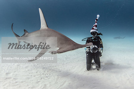 Underwater view of great hammerhead shark and female scuba diver with camera on seabed, Alice Town, Bimini, Bahamas