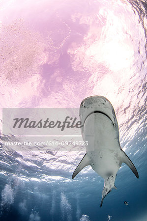 Underwater view of tiger shark, low angle view, Alice Town, Bimini, Bahamas