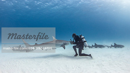 Underwater view of male scuba diver with tiger shark and nurse sharks over seabed, Alice Town, Bimini, Bahamas